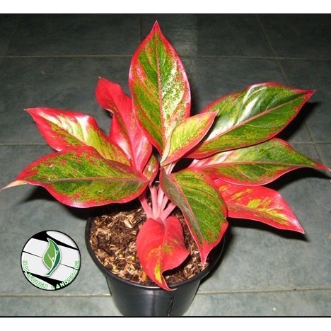 PROMOtanaman hias aglonema lipstik merah - aglonema lipstik red - aglonema red lipstik