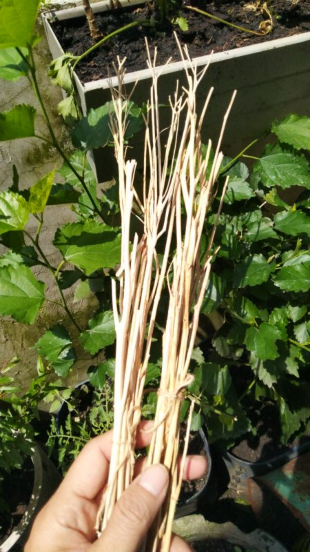 Ranting Putih Kecil Hiasan Mahar