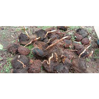 Bibit lontar/siwalan