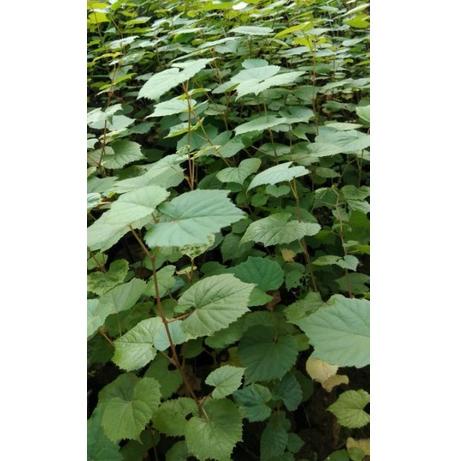 Ok B&P Anggur Rootstock Poulsen Readi Yaa