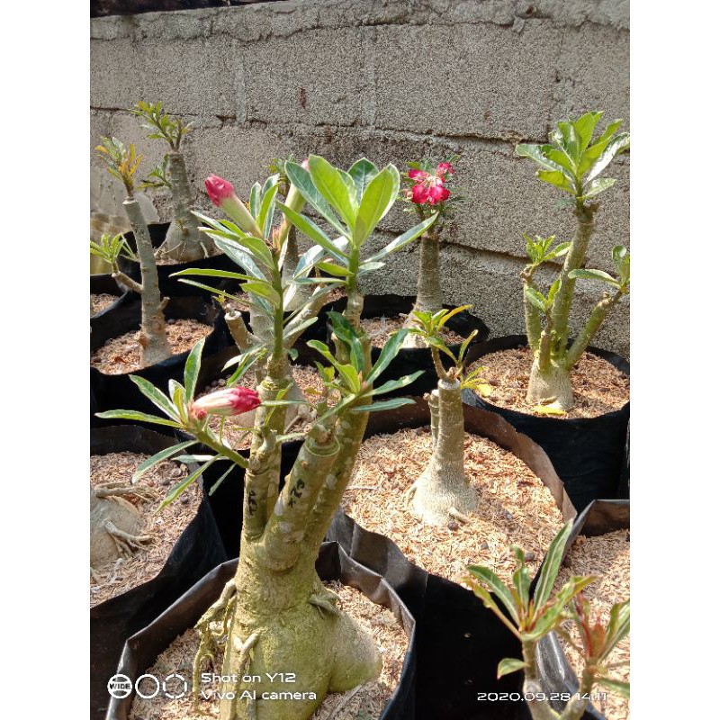 

bibit bunga adenium tumpuk