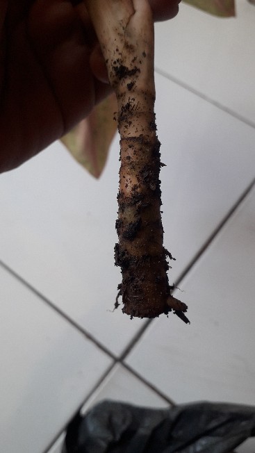 Aglonema Murah Warna Pink