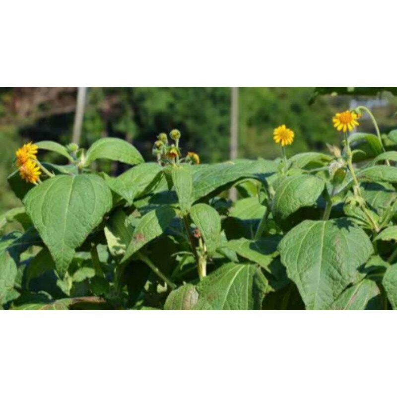

500gram Daun insulin atau kipahit segar