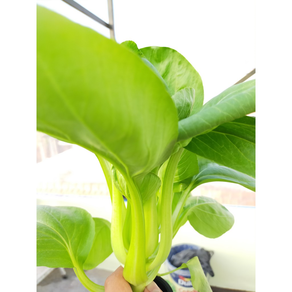 

Pakchoy