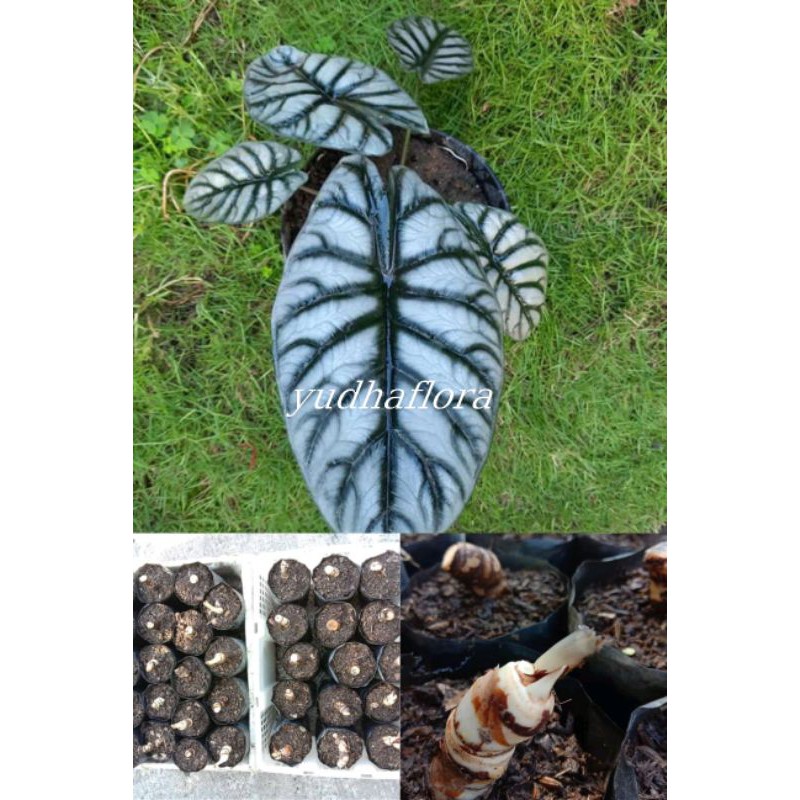 bonggol alocasia dragon silver
