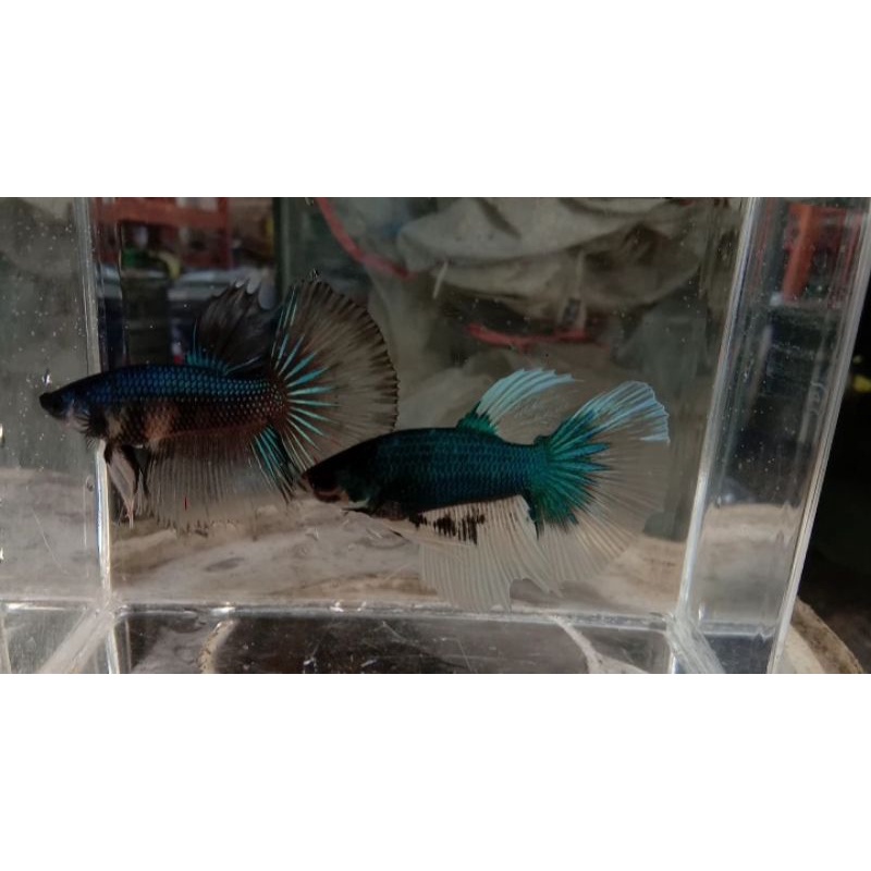 IKAN CUPANG HIAS  Halfmoon Jantan size M