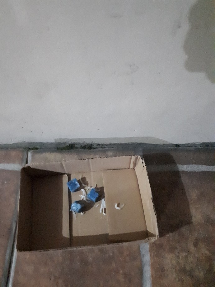 Racun Tikus Kurato Pembasmi Tikus Paling Efektif Didalam Dan Diluar Rumah