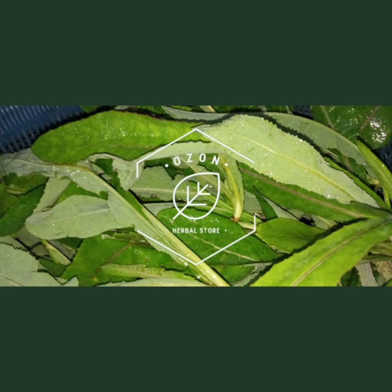 

250gram Daun Tempuyung/Daun Camawak Segar