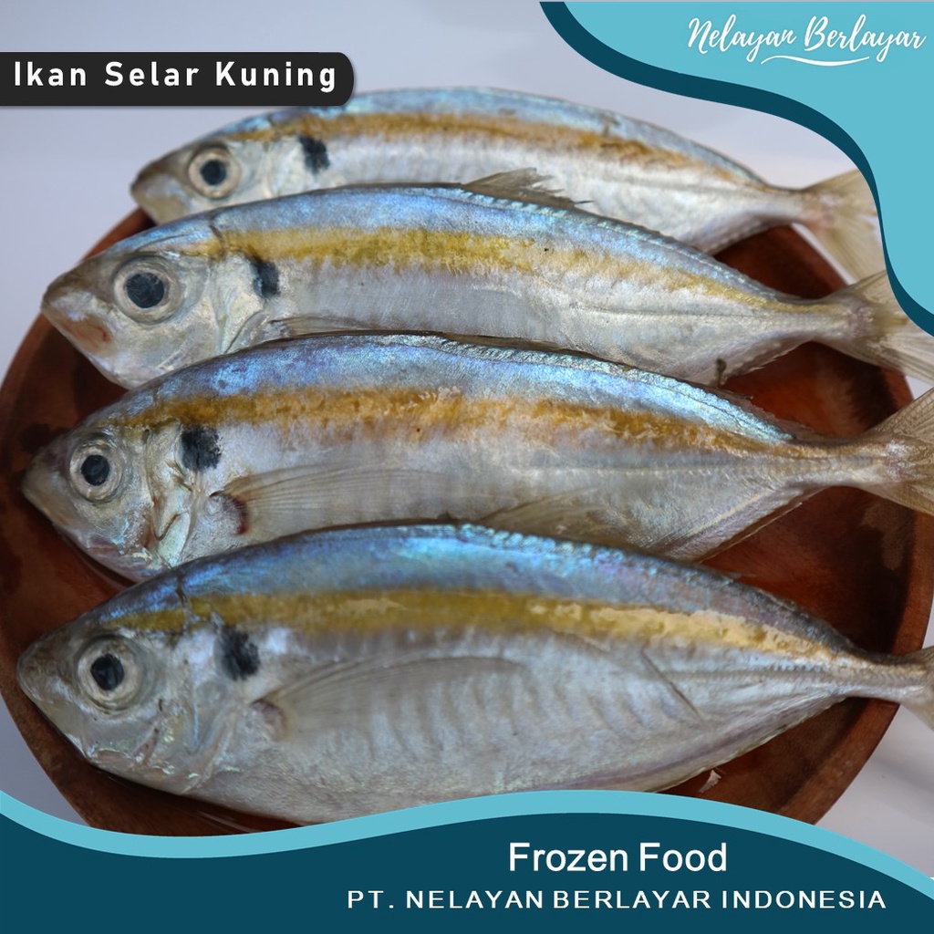 

Ikan Selar Kuning Segar Super [ 500g ] - Nelayan Berlayar