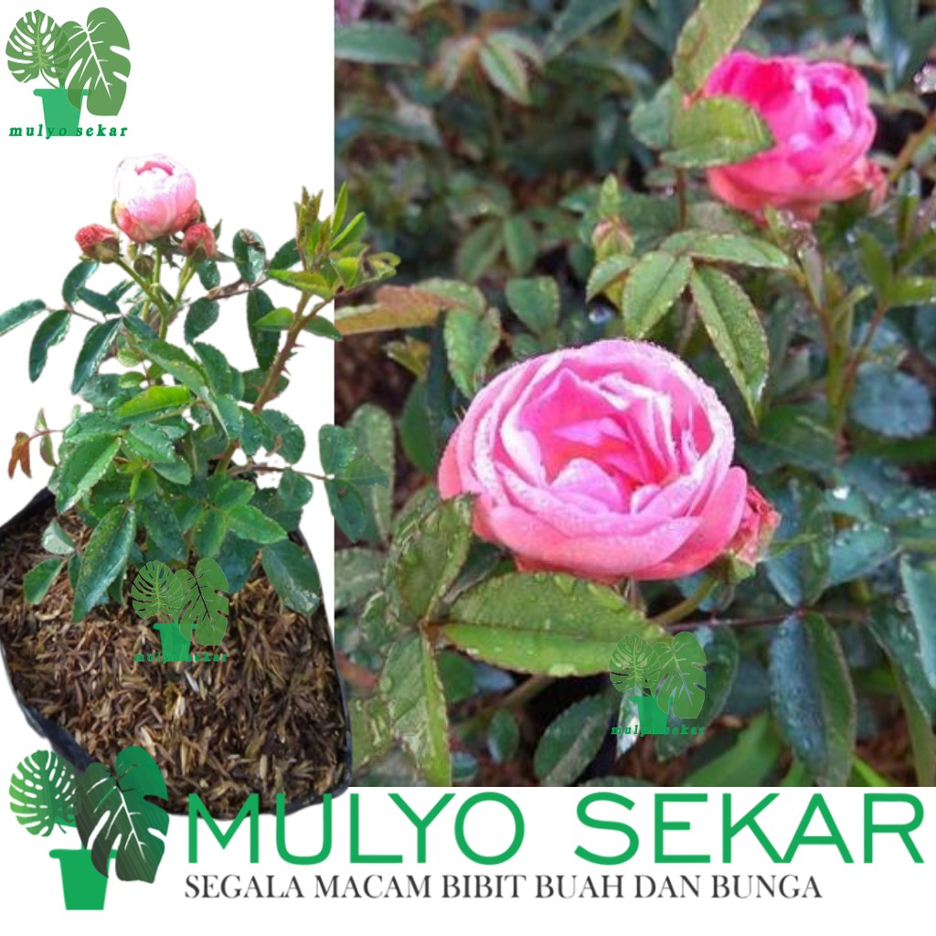 tanaman bunga Mawar kubis pink berbunga rose - Mawar Hidup Berlabel &amp; Bergaransi