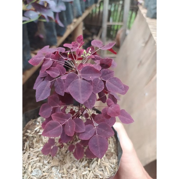 Tanaman Hias Suplir Merah