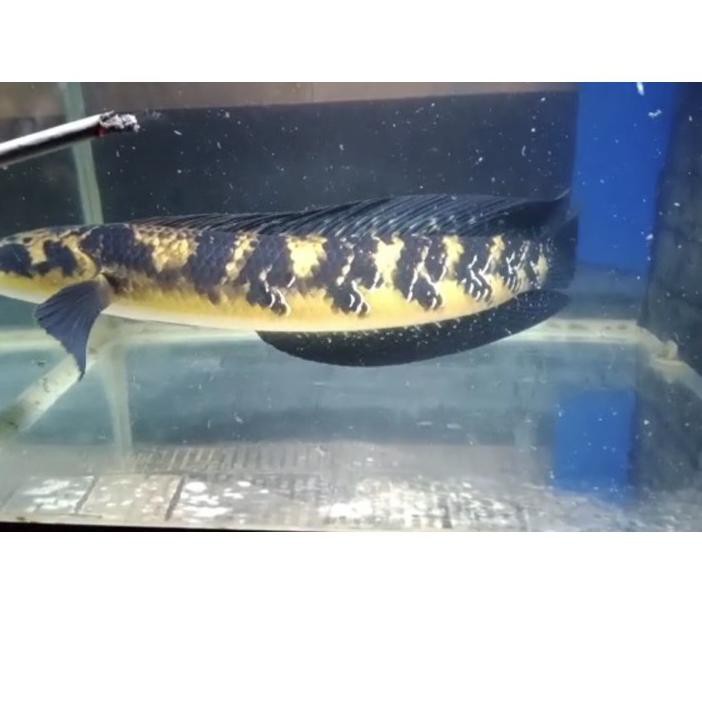 6.6 FLASH SALE Channa Yellow Sentarum size 18-20cm + Packing Styrofoam ...