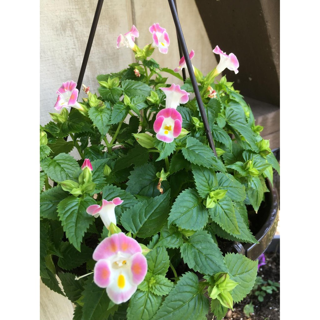 Tanaman Torenia Pink (Mata Kucing)