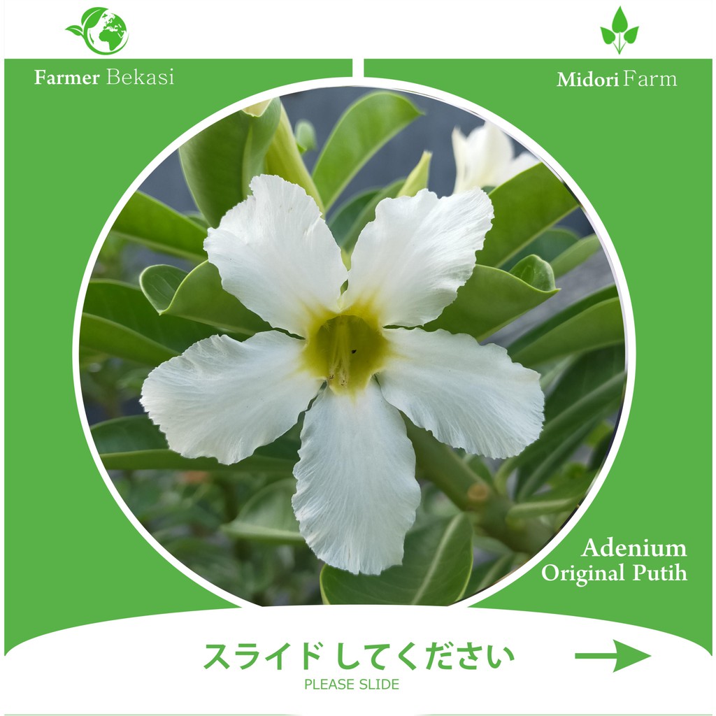 Tanaman Hias Adenium Bunga Single Putih Size A (Original dari Biji)