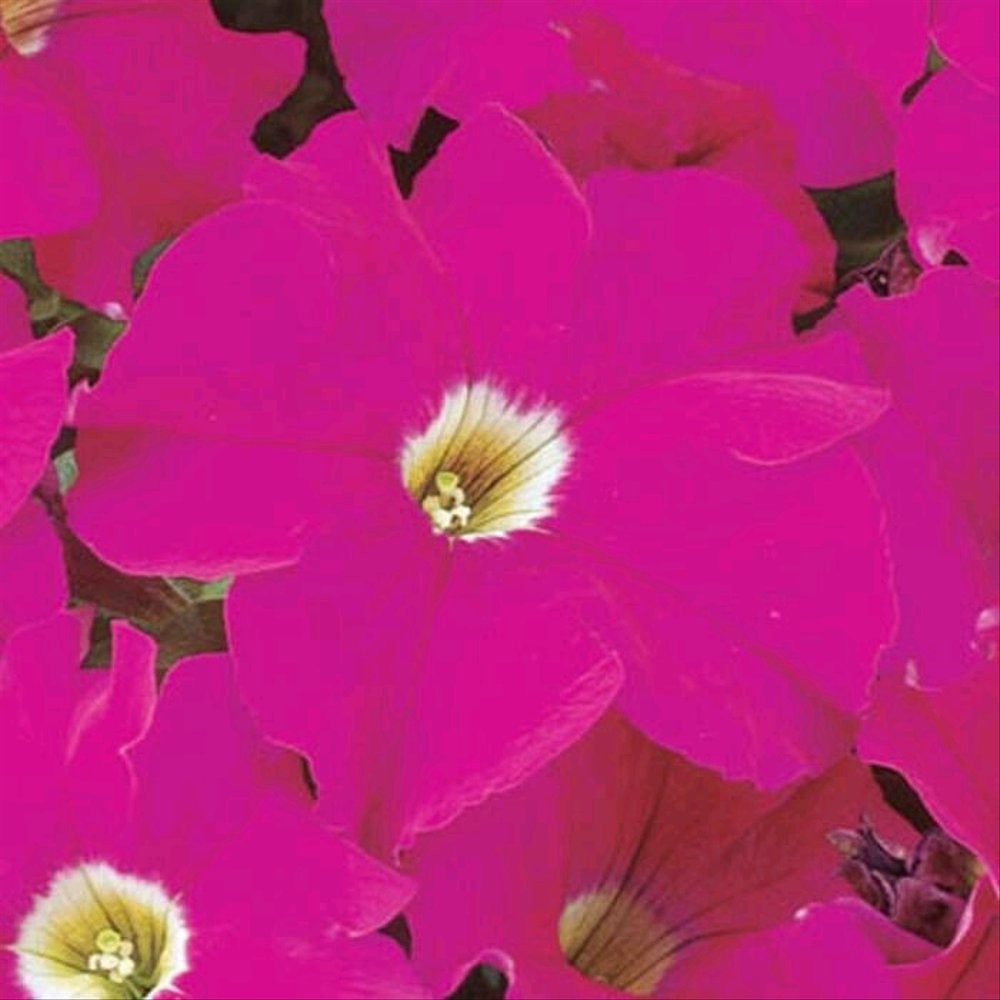 10 Biji bunga petunia Pink | SULTANFARMER730