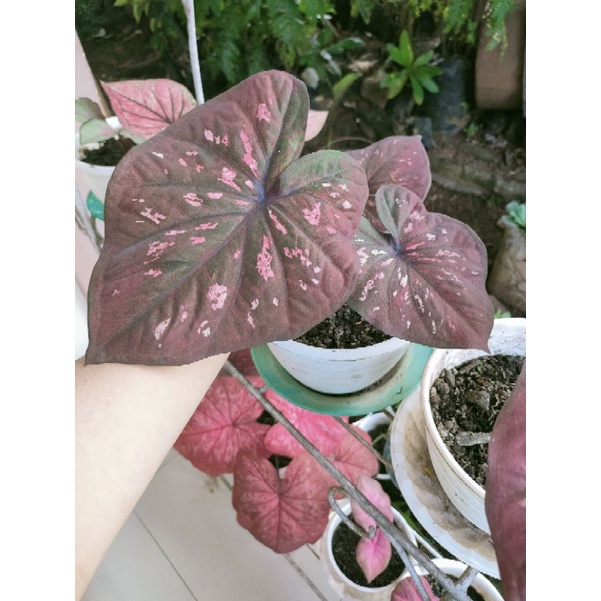 caladium black mamba