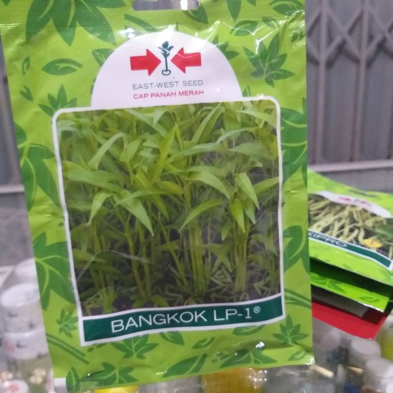 Benih kangkung bangkok lp-1