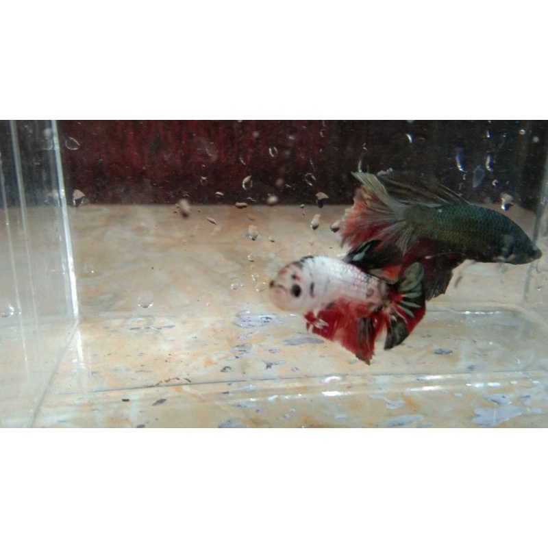 anakan red koi cooper