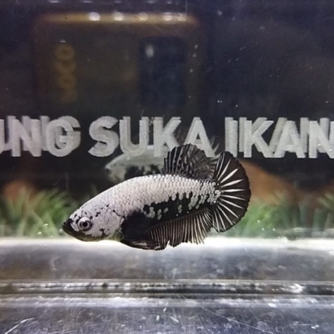 CUPANG PK BLACK SAMURAI/BLACK MAMBA 100% REALPICT (8BS3)
