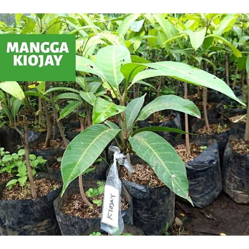 Bibit Mangga Kiojay Import Okulasi