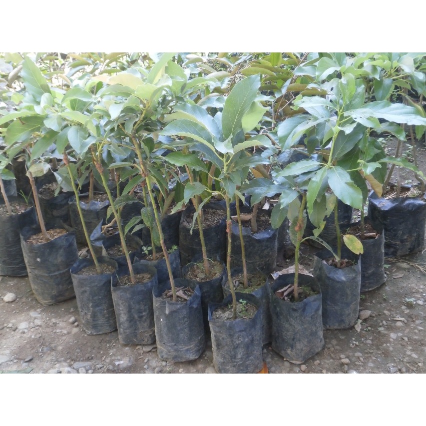 Bibit Alpukat Aligator Jumbo