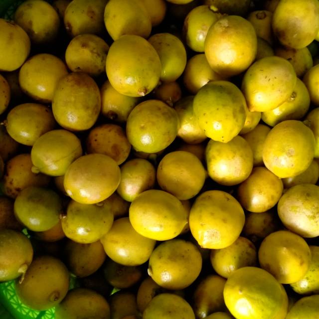 

lemon lokal 15k perkilo