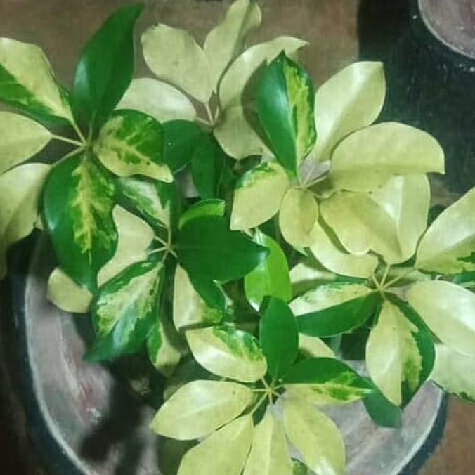 Tanaman Hias Walisongo Varigata - Walisongo Daun Besar