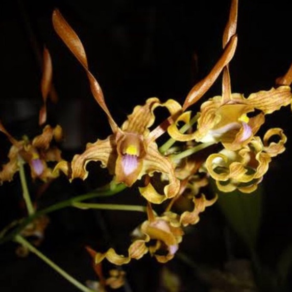 dendrobium tangerinum Anggrek Dendrobium Keriting Melintir Seedling Dendrobium Pra Remaja Usia 10 sa