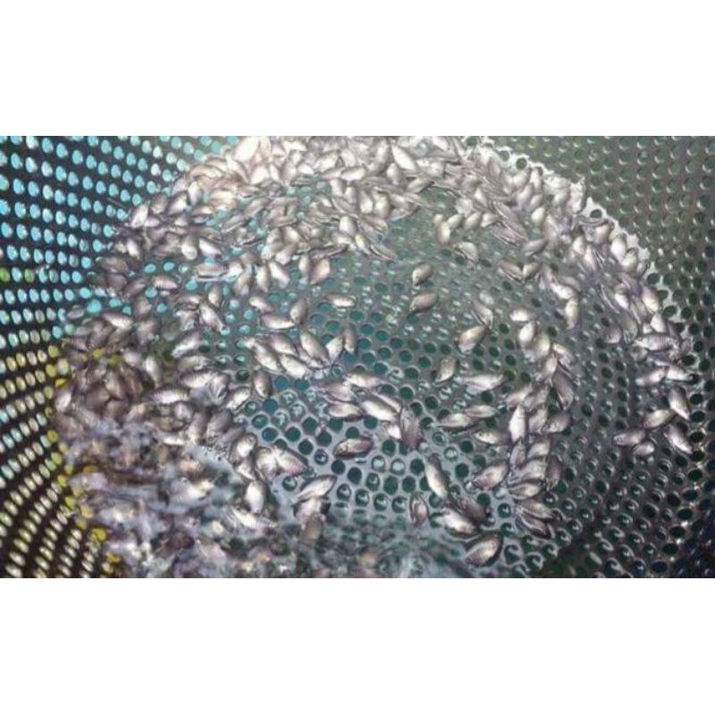 

bibit ikan gurameh soang murah (nguaci 500 ekor)