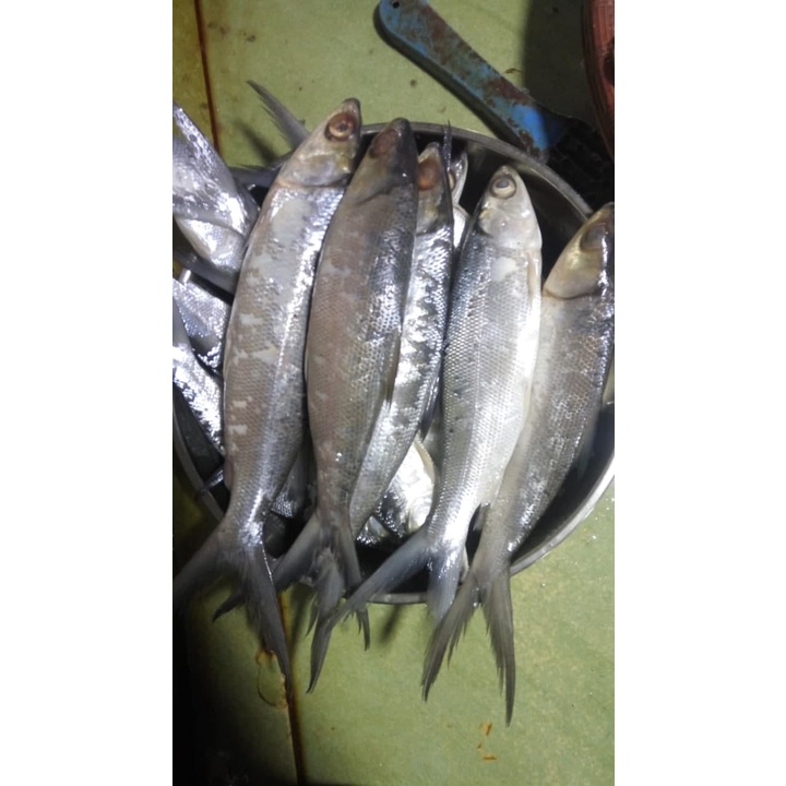 

Ikan Bandeng