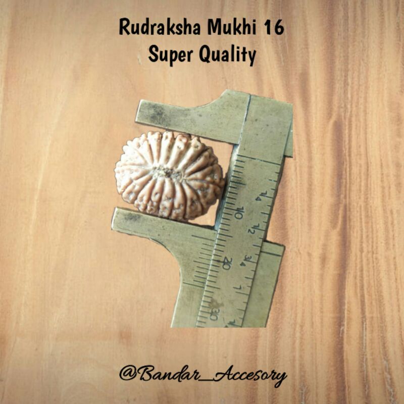 Rudraksha Mukhi 16 Super Quality Big Size