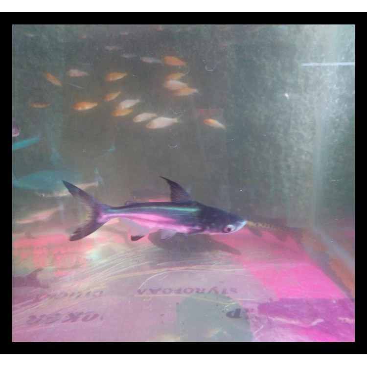 Ikan Genghis Khan/Hiu Air Tawar Cuci Gudang