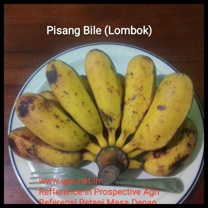 Tunas Bibit Pisang Bile (Tunas)