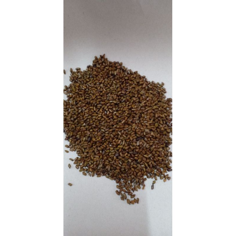 cao jue Ming zi Foetid cassia speed 100 gram