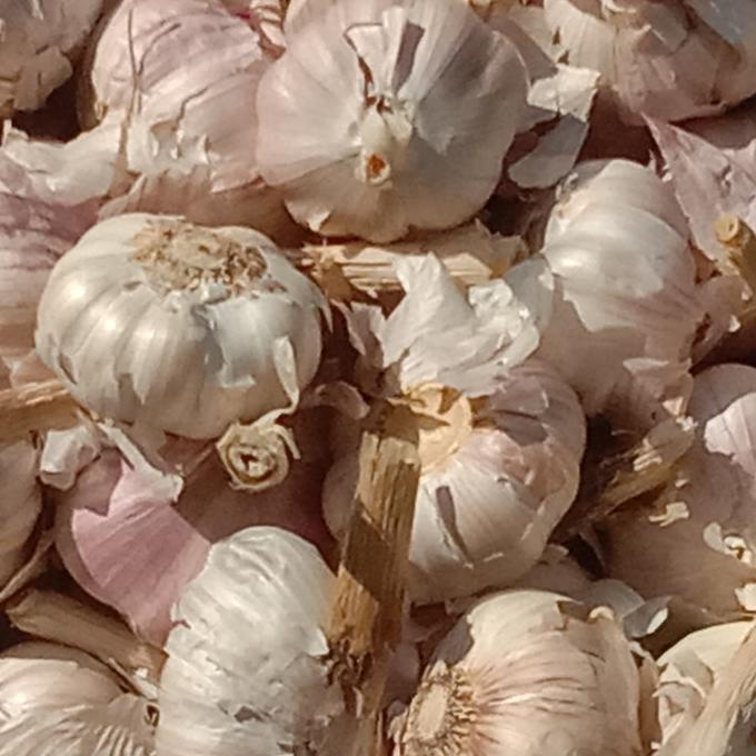 

Big Sale bawang putih banci 1kg Big Sale