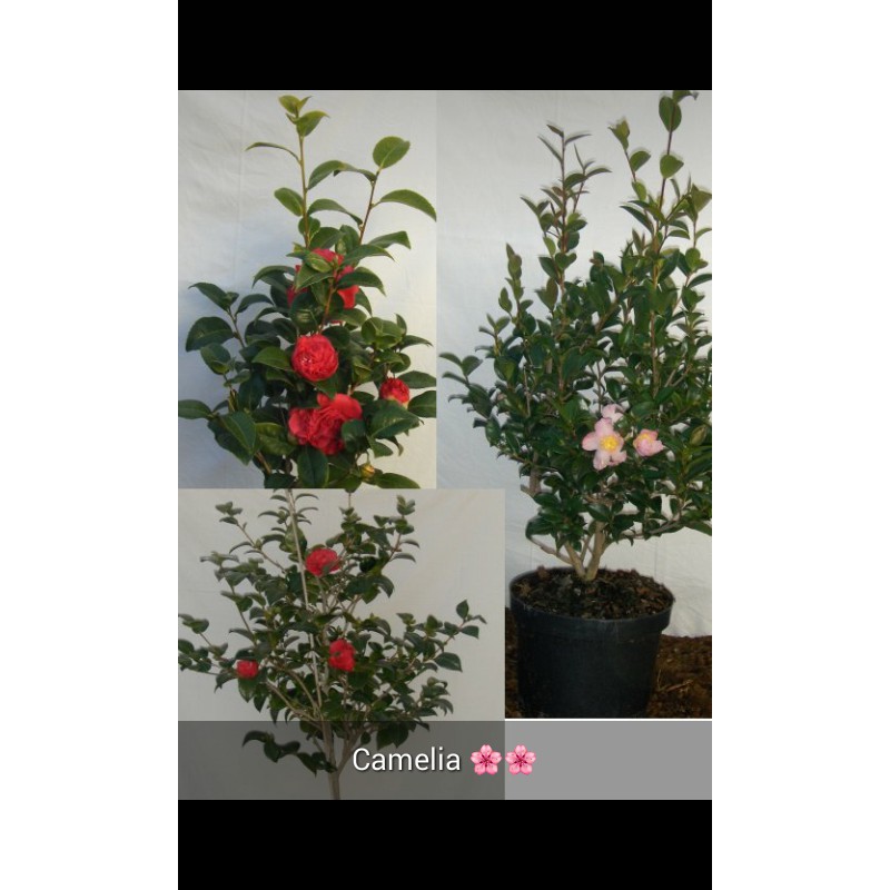 Bibit Bunga Camelia | Camelia Sansaqua | Bunga Kamelia Tumpuk