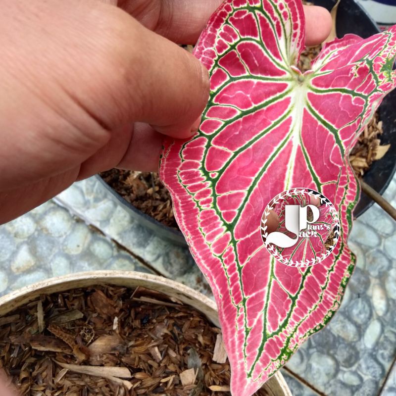 keladi wayang pink keladi batik pink istimewa