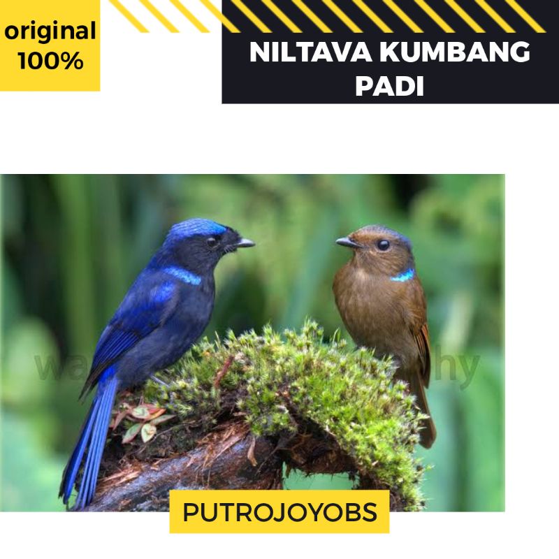 BURUNG TLEDEKAN NILTAVA KUMBANG PADI PILIHAN BAGUS BUKAN GUNUNG LAUT