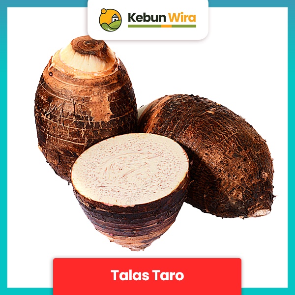 

Talas | Taro