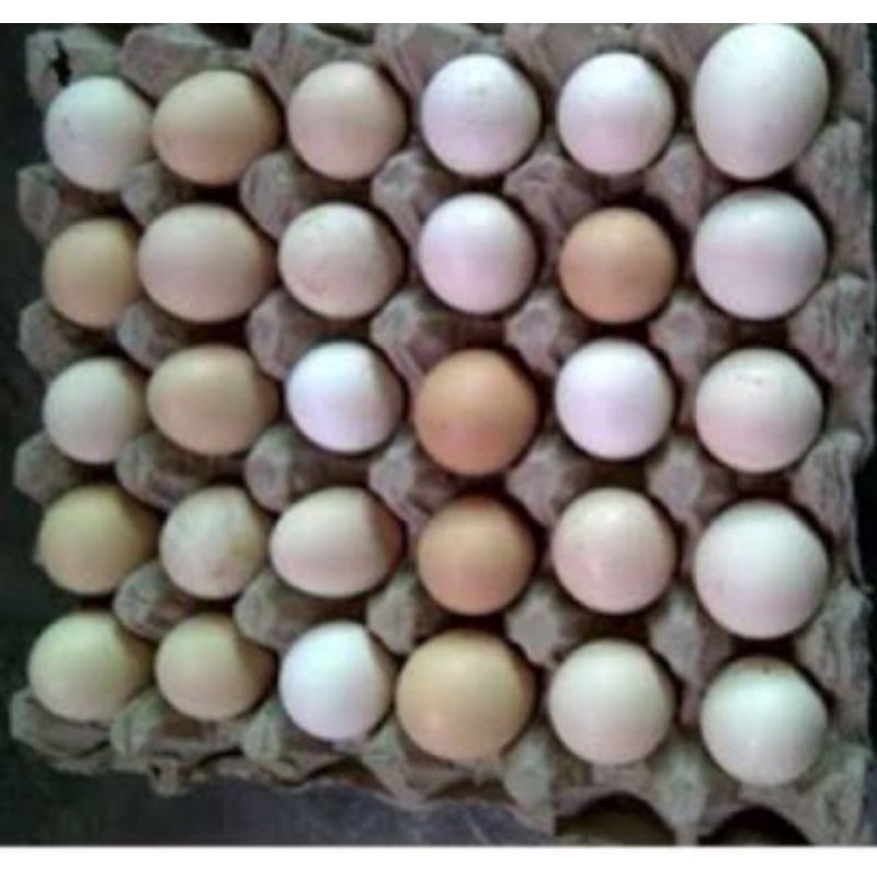 

telur ayam kampung omega 3