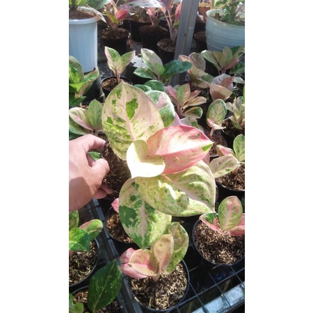 NEW PRODUK tanaman hias aglonema emerald - aglonema emerald