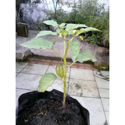 Ciplukan~Ceplukan~Cecendet~Yoryoran~Angket~Kepokkepokan~Morel Berry~Physalis Peruviana~Minim 4pohon