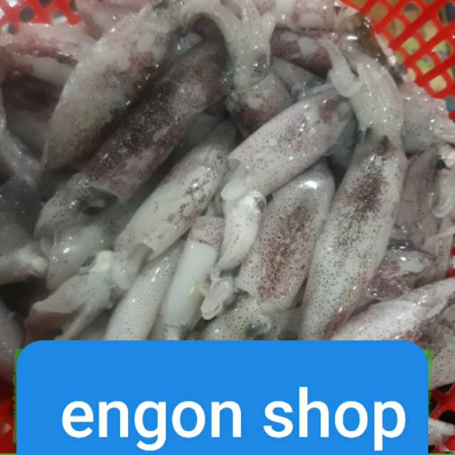 

TERMURAH Cumi selo sedang 1kg / cumi segar ukuran 5-7cm / cumi selo segar