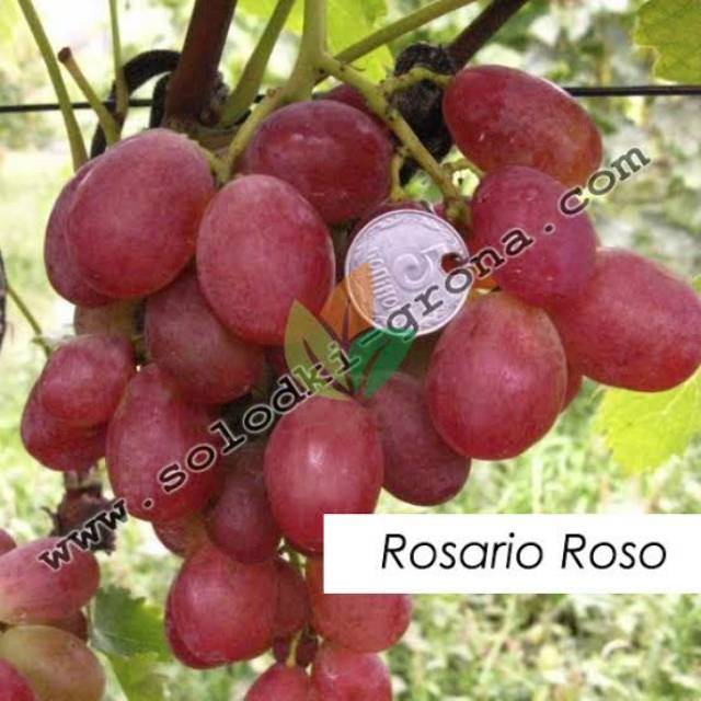 Bibit anggur import jenis rosalio roso