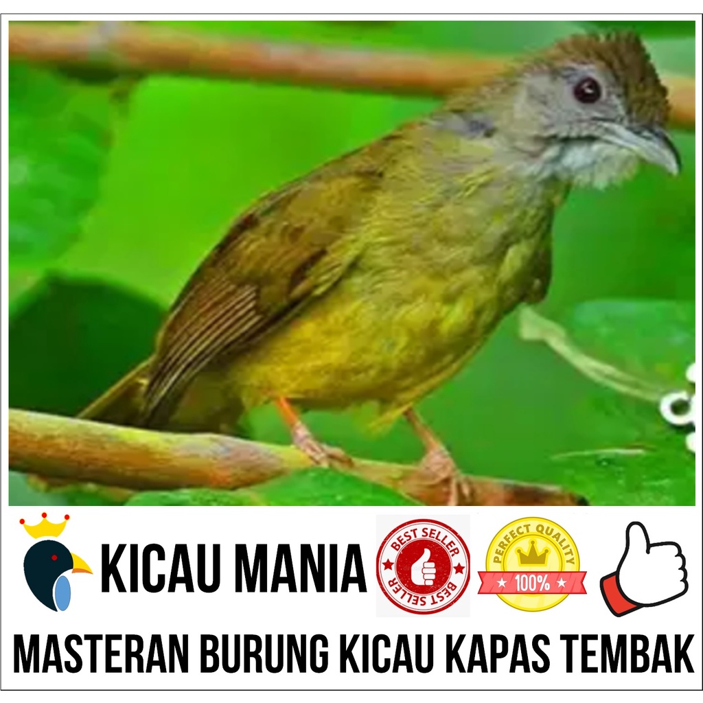 Masteran Burung Kapas Tembak Gacor