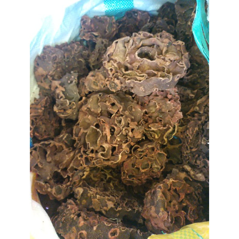 

SARANG SEMUT PAPUA 1 KG | SARANG SEMUT ORIGINAL TERMURAH