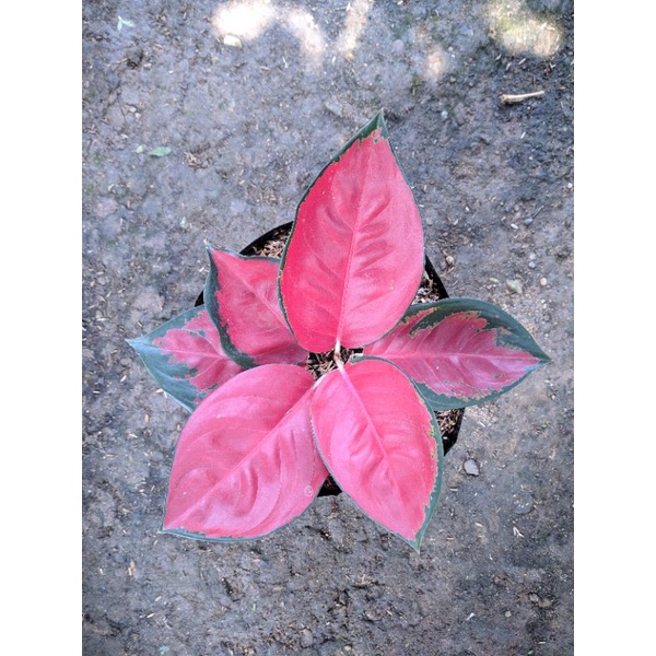 AGLAONEMA SUKSOM JAIPONG LOKAL