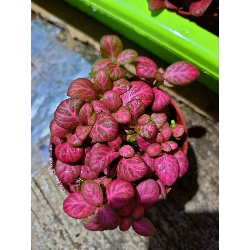 Bunga Pitonia Import