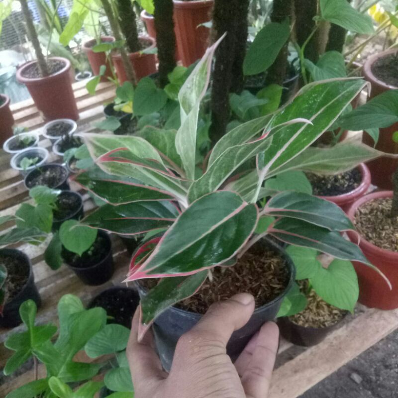 Tanaman hias aglonema lipstik pink-aglaonema-tanaman hias hidup-bunga hidup-tanaman hidup-bunga hidu