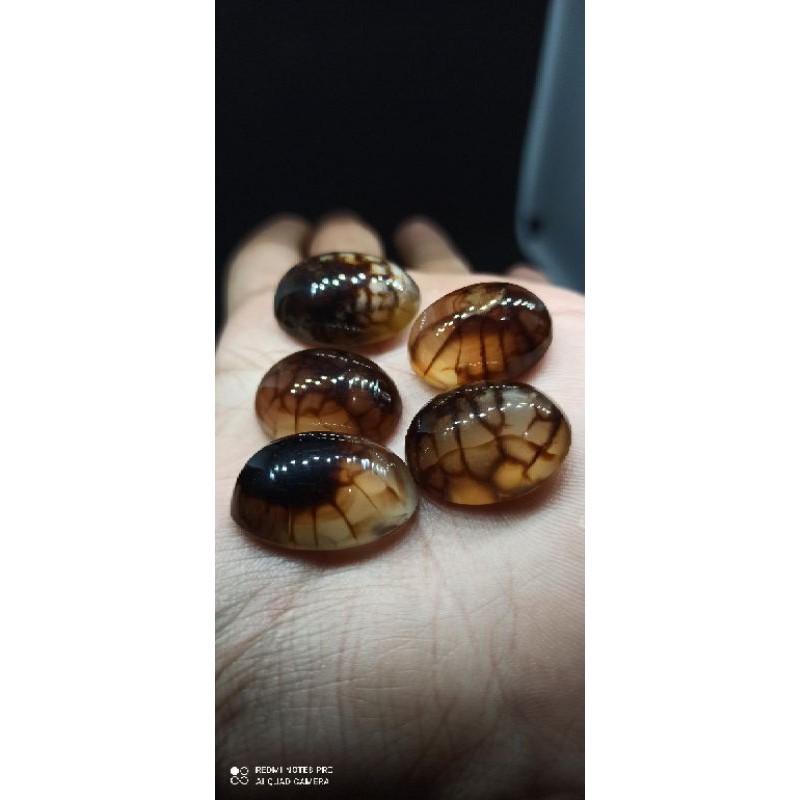 

BORONGAN PANDAN SISIK NAGA